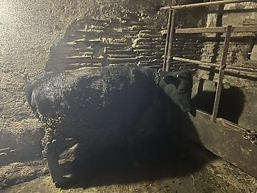 корова самка: Продаю | Тёлка | Алатауская | На откорм | Привязанные — 3