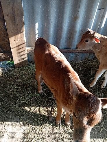 сом рыба: Продаю | Тёлка, Музоо, торпок | На откорм — 3