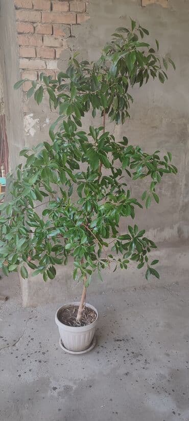 Шкафы для трансформатора: Продаю ФИКУС - Высота растения примерно 1,6–1,9 м - Листья густые — 3