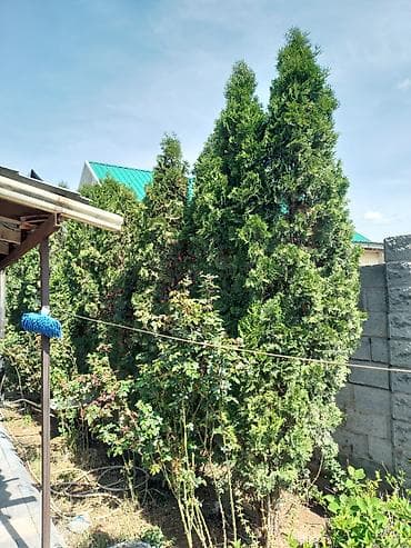 Туя западная (живые взрослые растения) - Вид: туя западная, плотная