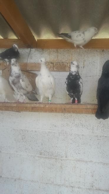 куплю бакинских голубей: Голуби декоративные/лётные, разноокрашенные. Описание: - Породы и — 4
