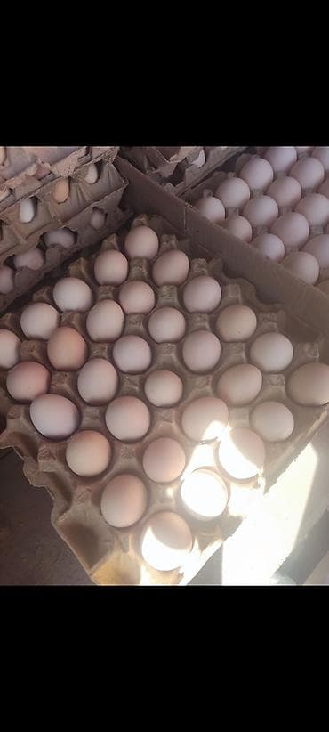 кассеты для яйиц: Оптом домашние яйца Бесплатная доставка по городу Яйцо куриное — 4