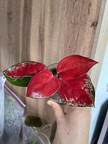 Аглаонемы: Аглаонема декоративная (вариегатная с красно‑зелёной листвой) в — 2