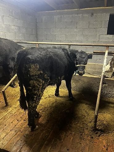 Продаю | Тёлка | Ангус | На откорм | Привязанные