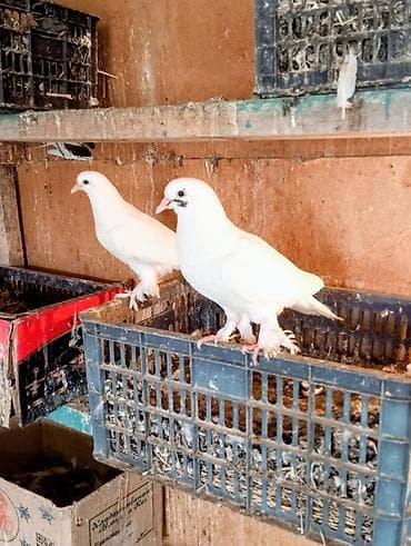 утки белые: Голуби породы космачи (мохноногие) - Окрас: белые и пёстрые вариации — 2