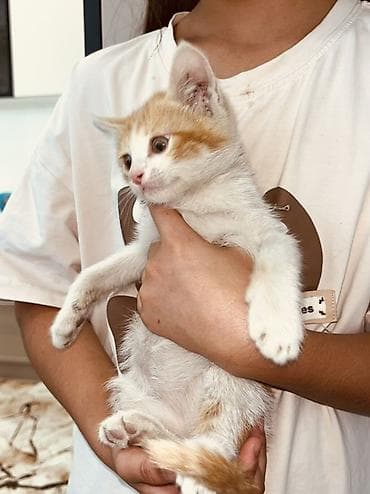 1 мальчик 2 котенка фулл: Беспородная, 2 месяца, Девочка, Рыжий, Приучена к лотку — 7