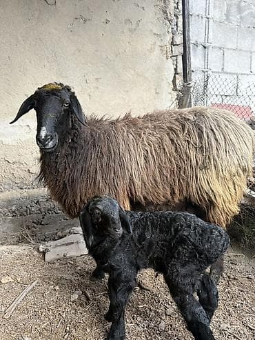 байтал бее: Продаю | Овца (самка), Ягненок | Для разведения | Матка — 2