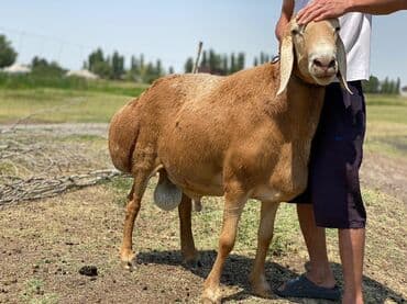 Продаю | Баран (самец) — 3