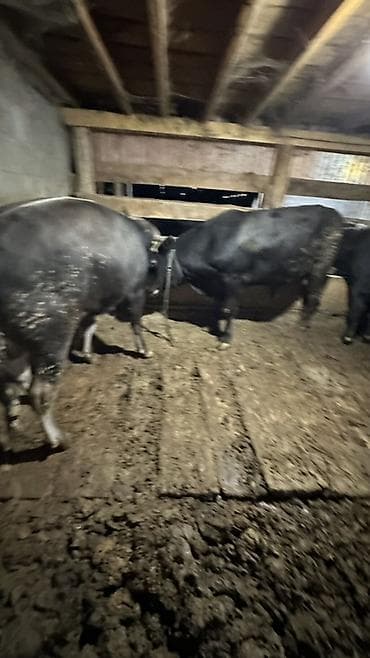 каракол мал базар 2019: Продаю | Бык (самец) | Ангус | На забой — 3