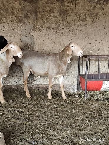 Продаю | Баран (самец) | Для разведения | Племенные — 4