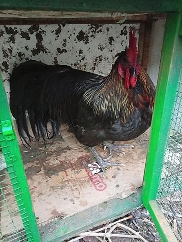 белый петух: Продаю | Куры | Домашняя | Для разведения — 4