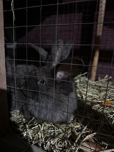 тропические декоративные растения: Пуховые декоративные кролики, окрас — чёрный/темно‑серый. - — 2