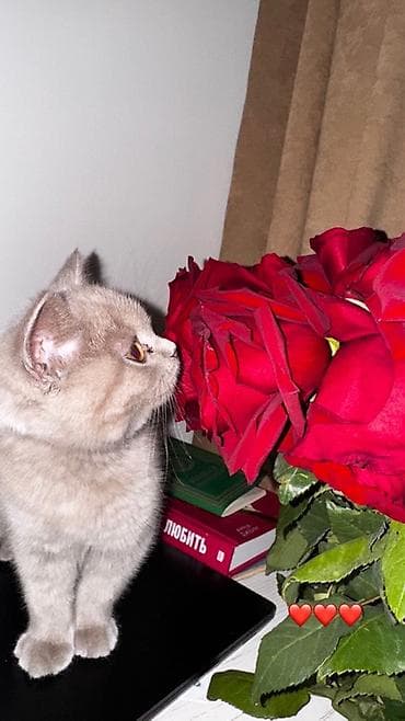 британская лиловая кошка: Скотиш Фолд (Шотландская вислоухая), 4 месяца, Девочка, Голубой, Приучена к лотку — 5