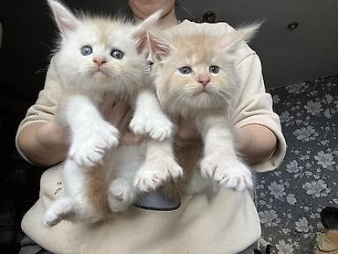 бенгальская кошка цена бишкек: ✨ Эксклюзивные полидактильные мейн-куны ✨ Предлагаются к продаже — 7