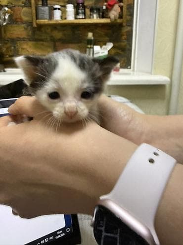 бархатные котята: Отдадим котят в добрые руки 🥹🙏 - Окрас: есть дымчатые (почти чёрные с — 6