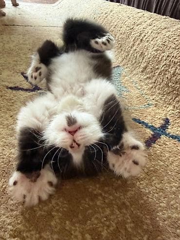 котёнки маленькие: Котята, домашние, игривые и ласковые. - Возраст: примерно 1–1,5 — 7
