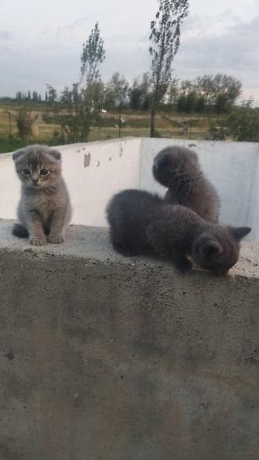 белые котята: Шотландские котята (fold/strait) голубого и серо‑тигрового окраса — 3