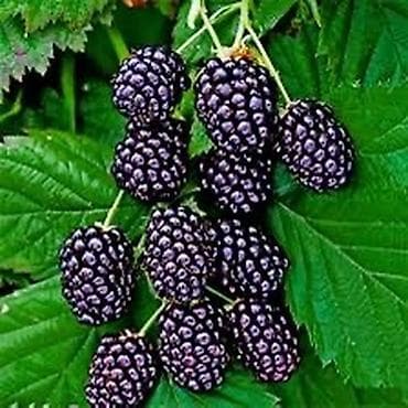 фруктовые корзины: Продается саженцы Ежемалины,ежевики,черная малина,black bary Сорт лох — 1