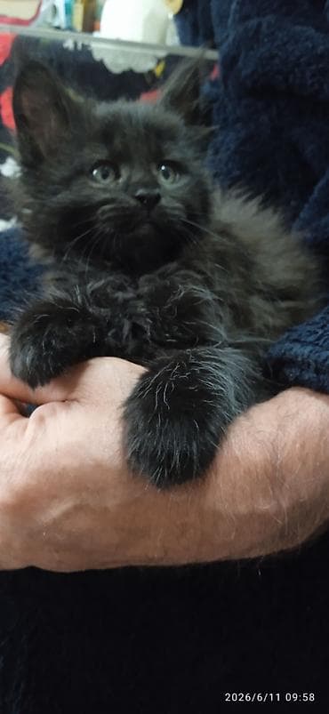 кошки маин кун: Мейн-кун, 2 месяца, Девочка, Приучена к лотку, Проглистована — 6