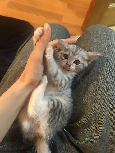 где продают котят: Девочка Котёнок серебристого окраса (табби). - Окрас — 2