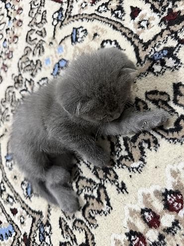 голубей: Скотиш Фолд (Шотландская вислоухая), 1 месяц, Девочка, Голубой, Приучена к лотку — 5