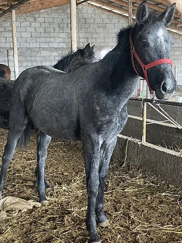 авган кой: Продаю | Жеребенок, Кобыла (самка) | Английская | Для разведения, Для молока, Конный спорт | Племенные — 3