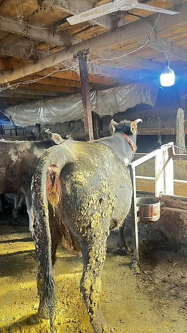 айширская порода: Продаю | Корова (самка) | Для молока — 2