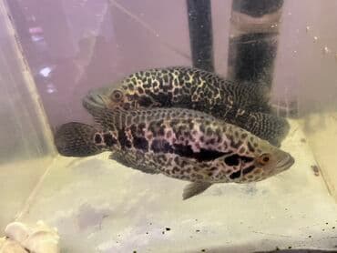 вещи для животных: Аквариум 300 литров и пара ягуара рабочие и крупные могу обменять на — 2