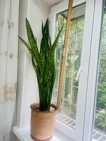Продаётся крупная и эффектная Сансевиерия (щучий хвост / тёщин язык) 🌿