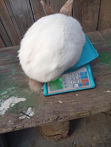 бургундский кролик: Продаю | Кролик самец | Калифорнийская | Для разведения | Племенные — 2