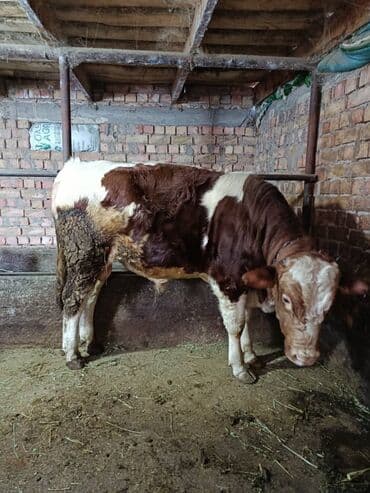 Грызуны: Продаю | Бык (самец) | Симментальская | На откорм | Племенные — 1