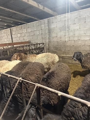 С/х животные и товары: Продаю | Овца (самка), Баран (самец) | Гиссарская, Эдильбаевская | Для разведения | Матка — 4