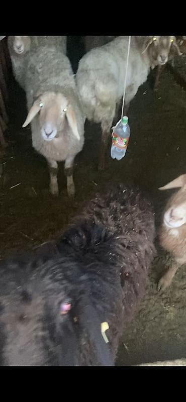 Үй жаныбарлары үчүн товарлар: Сатам | Кочкор (эркек) | Союуга — 1