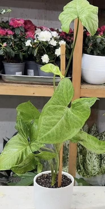 алоэ комнатный цветок: Сингониум (Syngonium podophyllum) в декоративном белом горшке с — 1