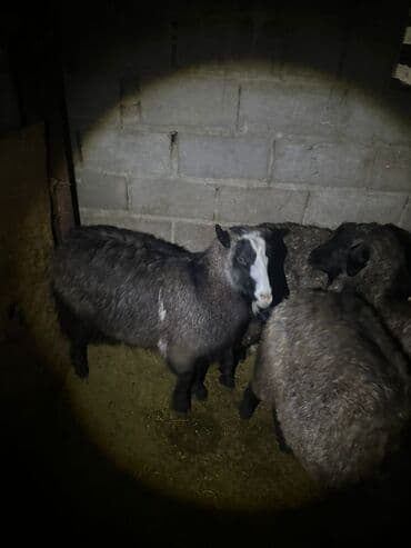 карликовый пудель сколько стоит: Продаю | Козёл (самец) | Для разведения | Племенные — 10