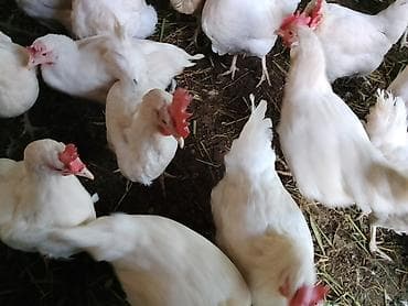 продаю курицы: Продаю | Куры | Бройлерная | На забой — 1