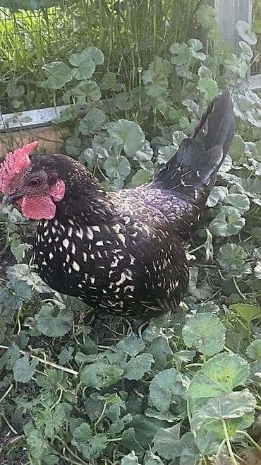 отдам голубей: Продаю | Петух | Для разведения — 1