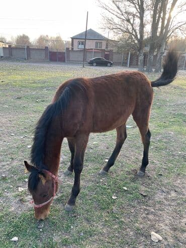 животные собаки: Продаю | Жеребенок | Для разведения, Конный спорт — 3