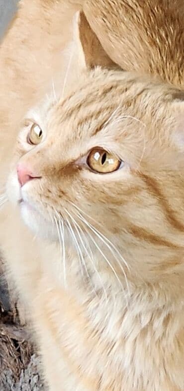 кошка домашняя: Отдадим в заботливые руки красивого,ласкового, молодого рыжего кота в — 4