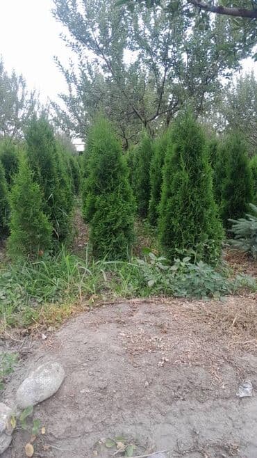 зеркало с подсветкой цена бишкек: Саженцы деревьев: Туи — 1