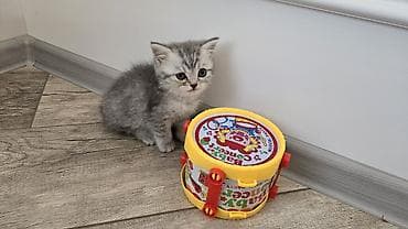 американская жесткошёрстная кошка: Шотландский короткошёрстный котенок Приучены к лотку и сам — 4