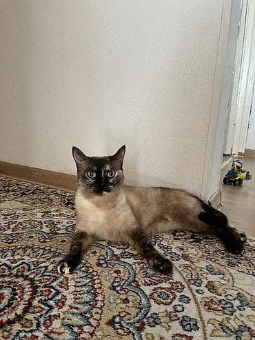 d cat: Кошка домашняя, из квартиры не выходила. Стерилизованная, обученная — 1