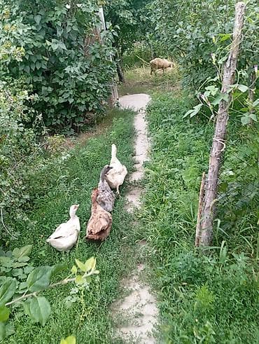 голуби птицы животные: Мускусные утки (индоутки), семейка. Описание: - На фото — взрослые — 3