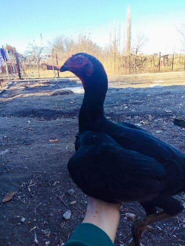 объявления о найденных собаках: Продаю | Куры | Дакан | Для боев — 4