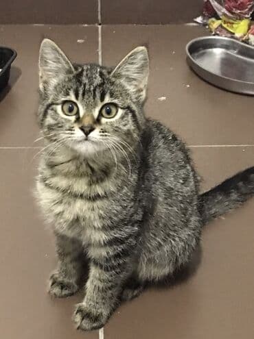 купить кот кот: Котёнок 4 мес. полосатый (серый табби) девочка. Описание: - Домашняя — 1