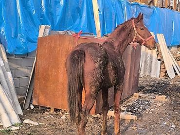 кой обмен: Продаю | Жеребенок | Для разведения | Племенные — 3