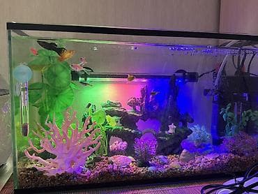 СРОЧНО ПРОДАЮ аквариум 20литров с декором и с рыбками 7 штук входит