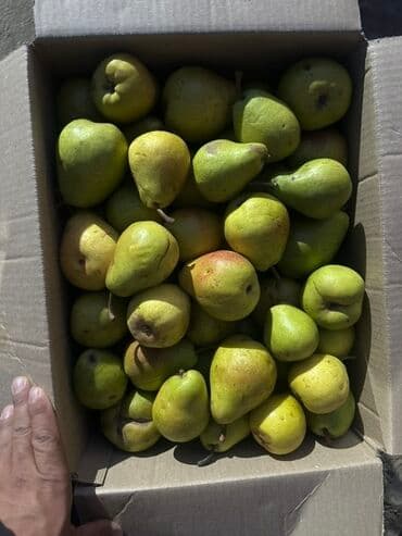 превосходный сорт яблок: Груши — 2