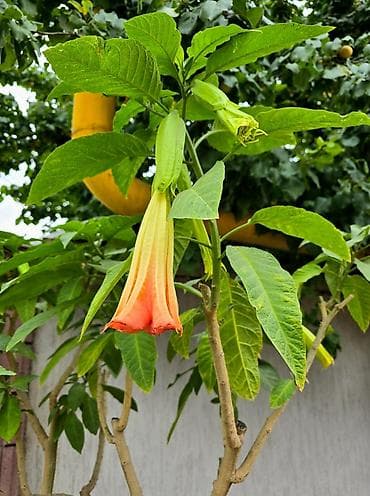 🌺 Продаётся роскошная бругмансия! Цветок необыкновенной красоты с
