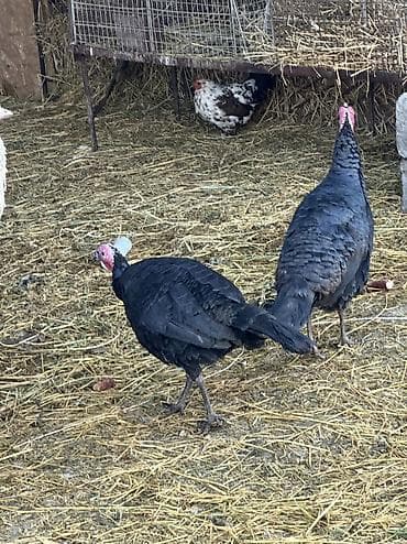 плодные матки: Продаю | Индюшка (самка), Индюк (самец) | Черный принц | На забой, Для разведения | Племенные — 7